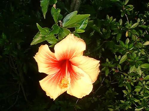 NATURE - NATURE