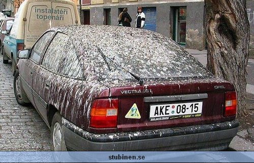 Nicest Car - So what do you think about my car then? I should have parked it at another spot. Damn birds.