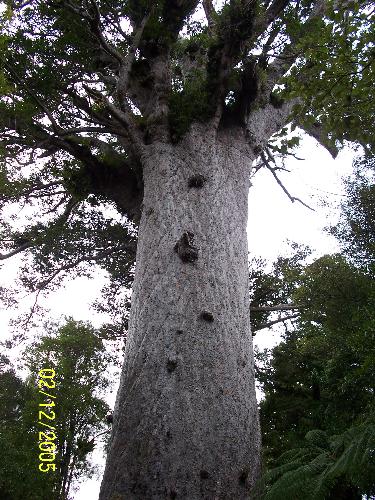 The Tane Mahuta Tree - Found in New Zealand, this is one of the most ancient of trees. Its trunk height is 17.7 meters, total height is 51.5 meters, and trunk girth is 13.8 meters.
Truly one of God&#039;s beautiful creations.