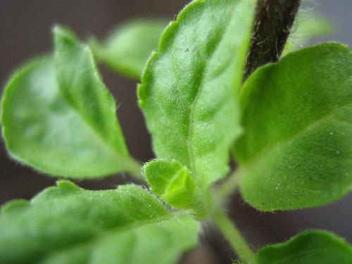 TULSI - TULSI