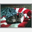 Fred the Patriotic Cat - Fred loves his blanket.