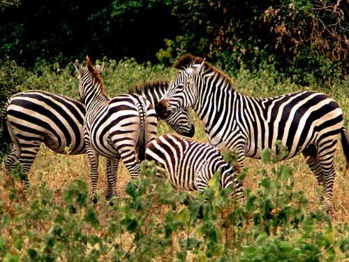 zebra - zebra