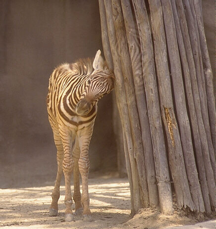 zebra - baby zeb
