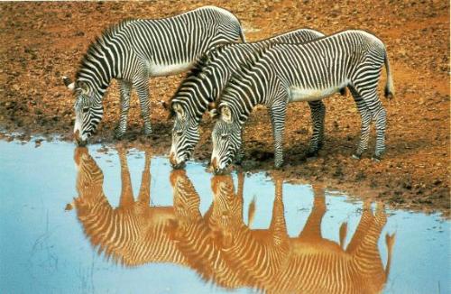zebra - zebras drinking water