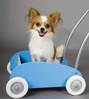 Chevro, my chihuahua - My handsome boy...