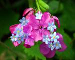 flowers - men like flowers too. 90% of gardeners, florists and flower arrangers are men.