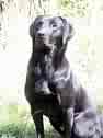 black lab - dogs are varied and my Pepper is different alright.  a hunting dog that is afraid of guns