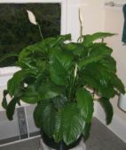 does any of u have  real plants in ur home  - does any of u have  real plants in ur home 