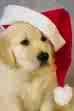 doggie with santa hat - our pets are a big part of our holiday and we share it with them in fun ways