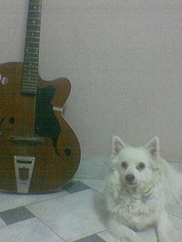 Two of My Best Pals - My guitar and My Chicklet (m - Two of My Best Pals - My guitar and My Chicklet (my doggie)