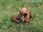 YORKSHIRE - YORKSHIRE