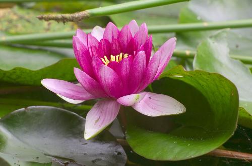flower - Lotus