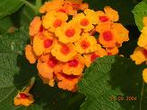 flowers - Picture taken at a flower show at Mysore