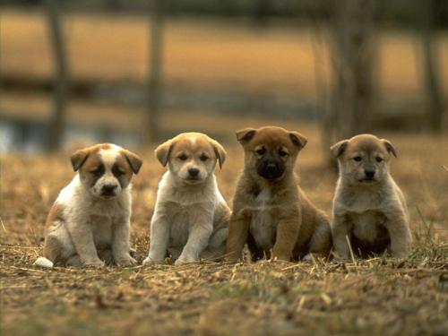 I love dogs - dogs are so cute n puppies are the best...  look at these so cute , they are
