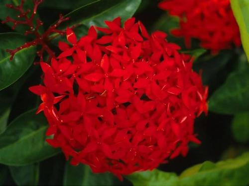 hiiiiii - FLOWER