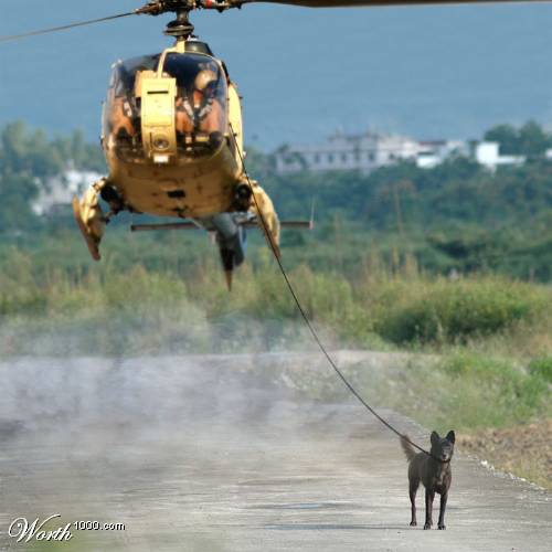 walking with dog - halicoptor and dog