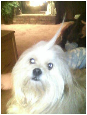 Westin's bad hair day - Westin   has  some  days   his   hair is wild