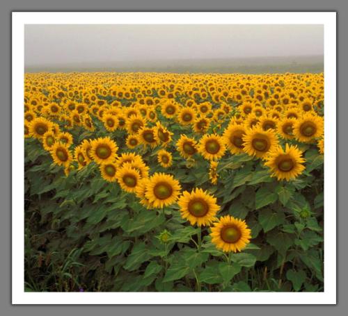 sunflowers  - sunflowers