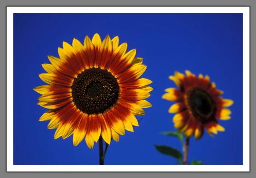 sunflower1 - sunflower