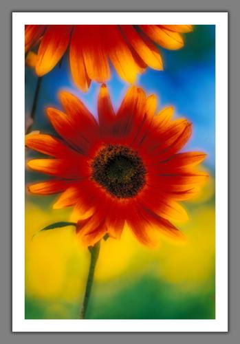 flowers  - flowers