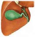 Gallbladder - Gallbladder