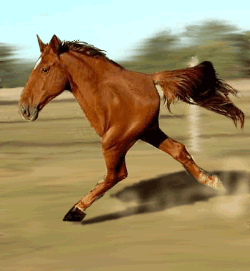 horse power - horse power