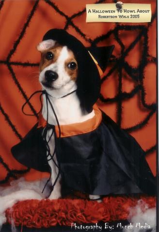 Halloween Dog - Taken in 2005 at a Halloween Event, my ger was 8mths old at tat time..:)