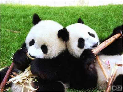 cute panda - two cute pandas
