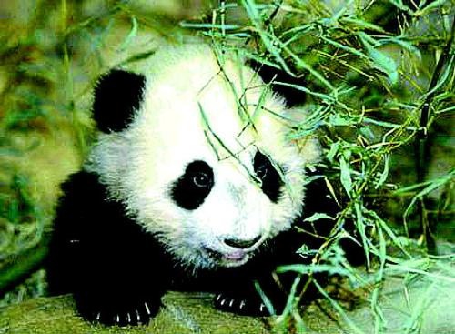 panda - They are white and black, mostly are shy and solitary.