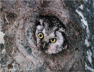 Innocent Eyes - kauz