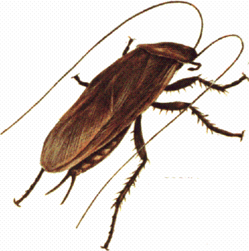 cockroach - Insect