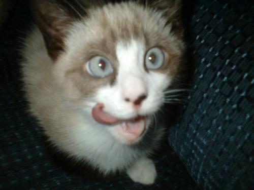 Boo Boo Kin - My wonderful Boo Boo Kins kitty.