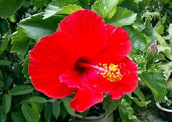 Hibiscus - Rosa Sinensis - Malaysia&#039;s National Flower - Hibiscus