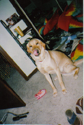 Shigure - this is my puppy that I had when I was still living in Colorado. ^-^ I miss him. =)
