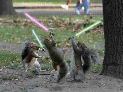 squirrels  fun   - star wars  battle