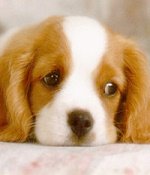 dog - dog