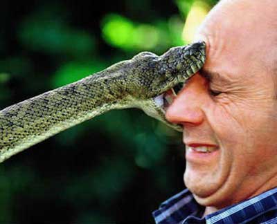 man with the snake   - snake bite on the man face