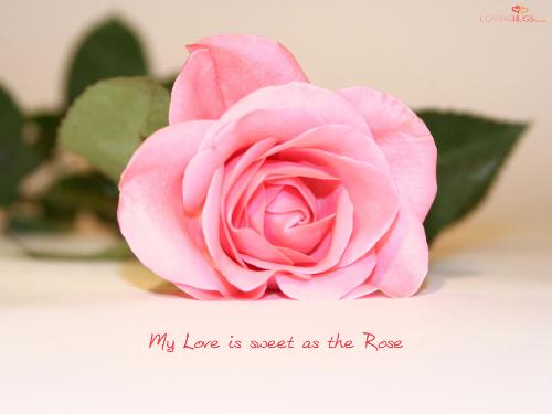 rose - rose