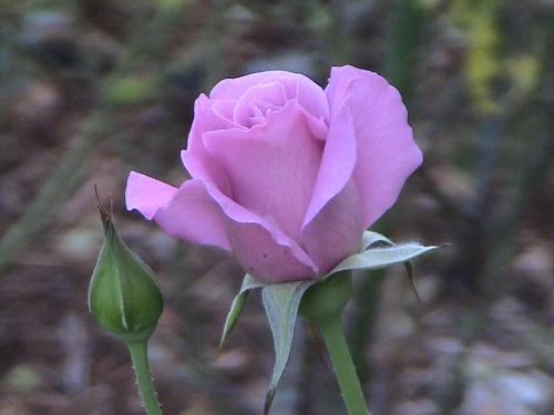 flower - pretty rose