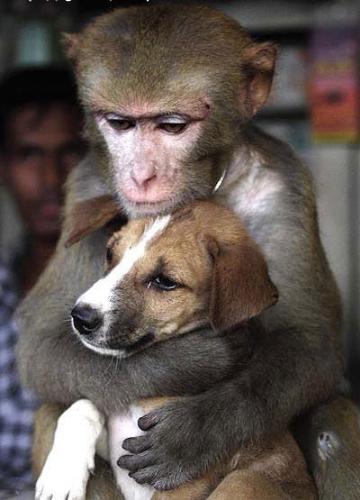 2 sweet animals - a monkey and a dog!!!they share their feelings!!!!!!!!