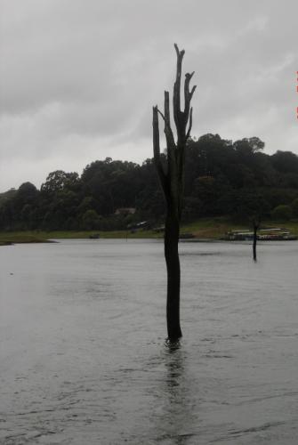 I am not alone...... - This is the Periyar lake in the border of TamilNadu and Kerala states of India. The beautiful honeymoon spot.