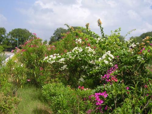 (2) purple & white   - These along with others formed a part of the hedge bordering the restaurant where we stopped for brunch. This is pic no. 2