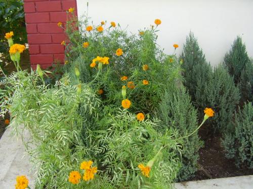 (3) The small yellow ones - These are the smaller yellow ones. This is no 3 of the flower series that I intend to post.