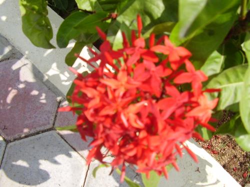 (4) Close up Red ones - There is going to be distant shot of these red ones too.