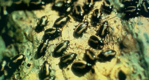 the Fly - The Incredible Creature