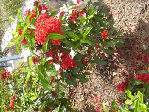 (4a) Distant shot-red ones - This is no 4 (a), because it is a distant shot of the same bunch of flowers.