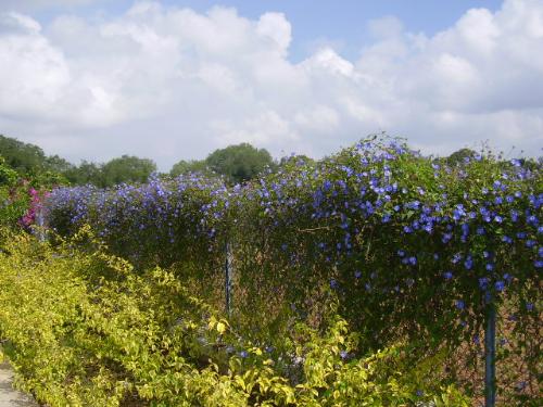 (8) Blue creeper flowers? - These were on creepers on the wiremesh fence. No 8 and the last one in my flower series