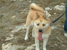 Akita dog - What a beautiful dog.