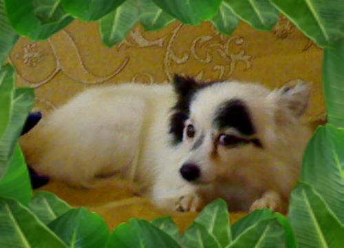 it's theresa - she is our second dog.