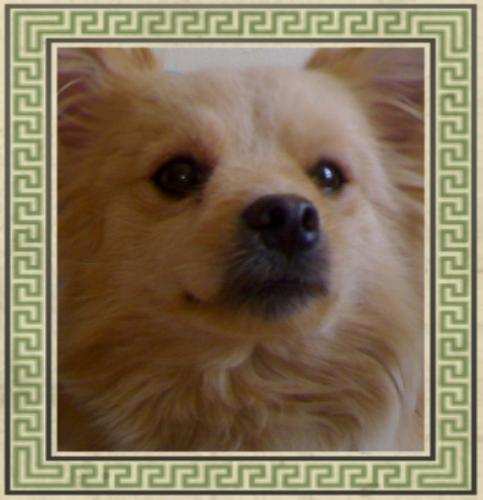 my dog:) - puchie